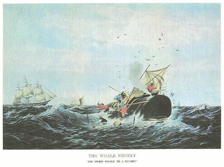 WHALE FISHERY - THE SPERM WHALE IN A FLURRY (2)