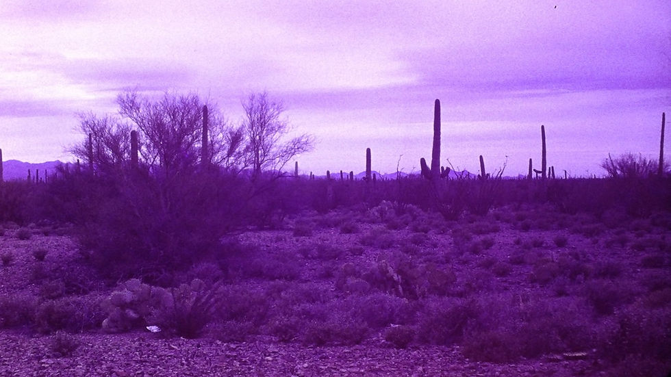 View of Arizona vegetation - Film processed Apr, 1963