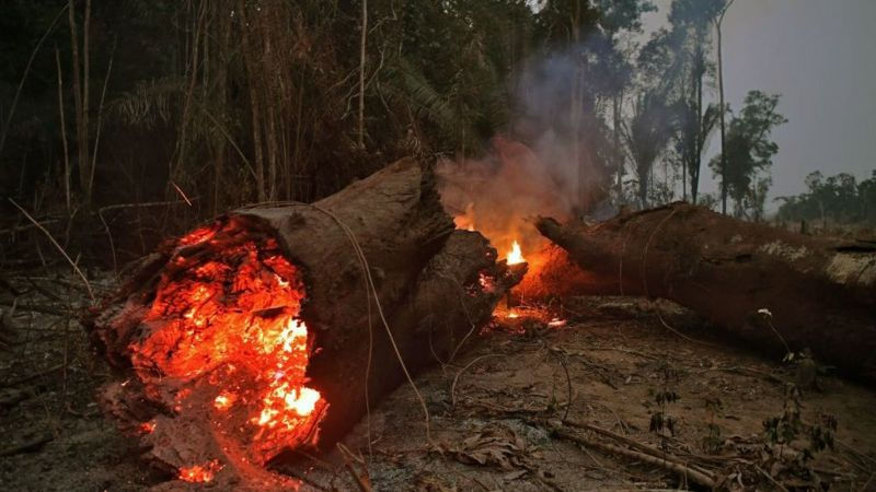 Amazon: UK demand for beef ‘contributing to the rainforest burning’