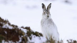 Mass culling of mountain hares banned in Scotland