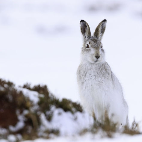 Mass culling of mountain hares banned in Scotland