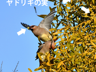 鳥撮りのお客さん