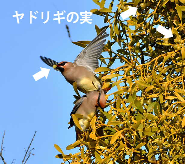 鳥撮りのお客さん