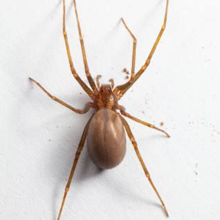 Brown Recluse Spider
