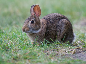 Rabbits & Decorative Grass 