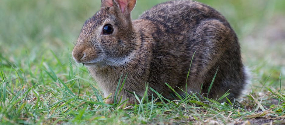 Rabbits & Decorative Grass 