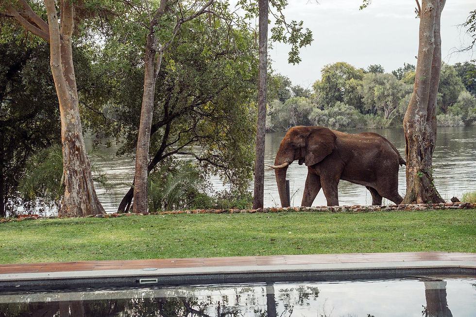 Riverside Wildlife elephant