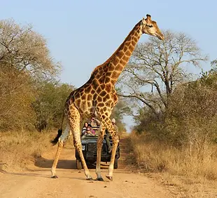 africa-safari-wildlife.webp