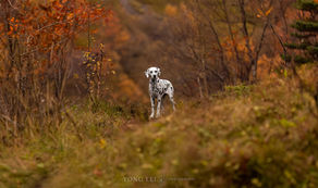 Molly the Dal | Lofoten Norway, Noorwegen | Yong Lei Dé Hondenfotograaf
