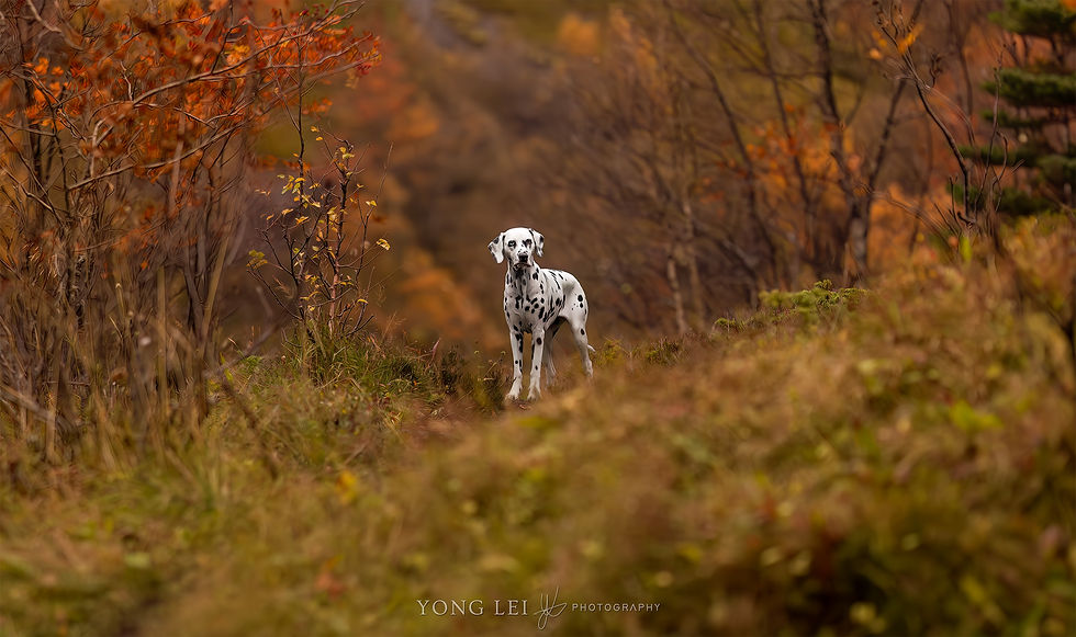 Painted by Autumn