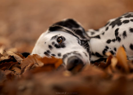 Dalmatiër puppy op de foto