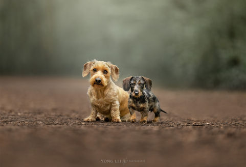 Ageing - Puppy groeipakket | Twee teckels
