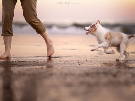 Hondenfotografie meeloopdagen! 📸