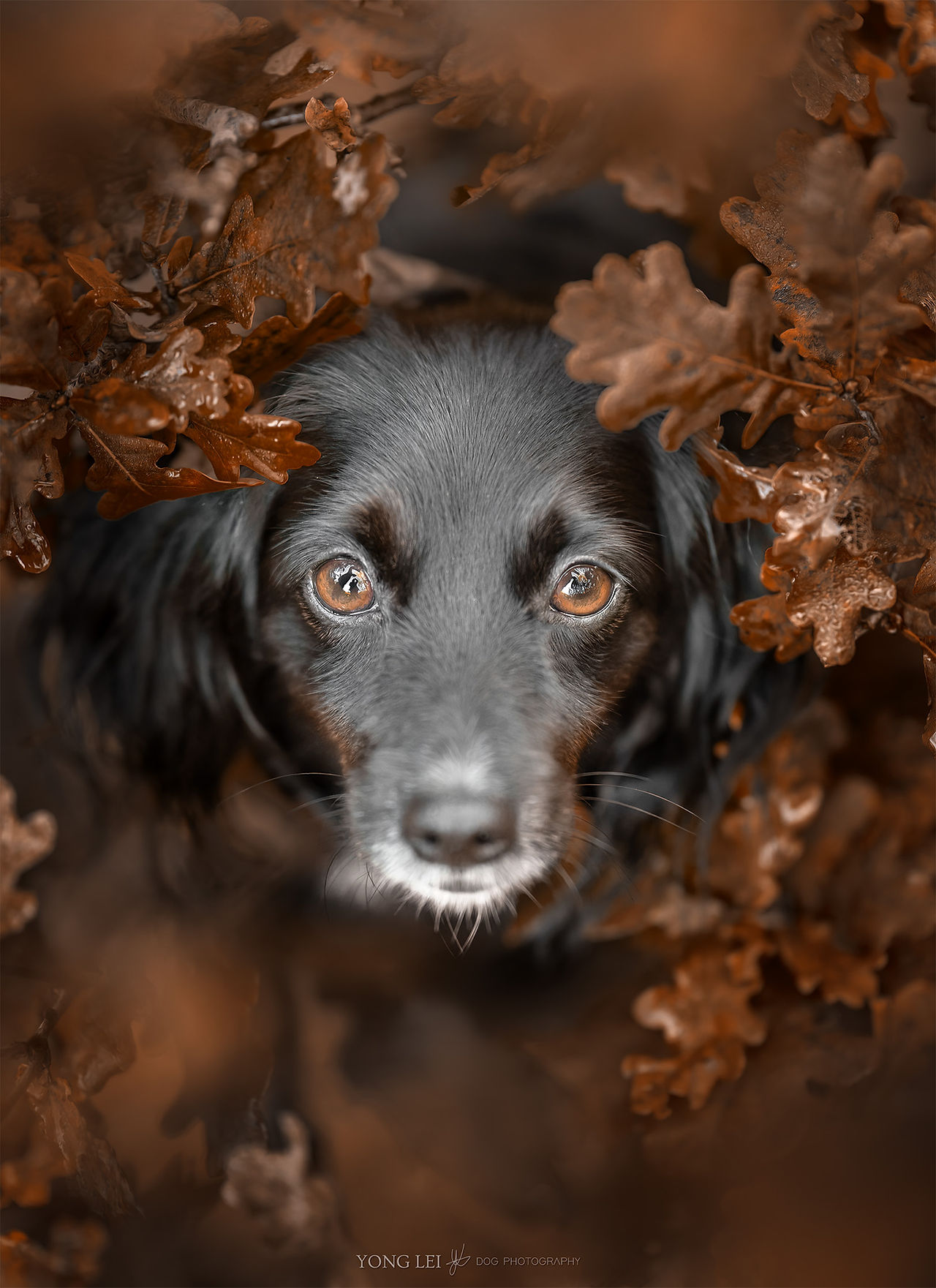 Honden portret Markies Mies tijdens haar herfstfotosessie! in Bergen, Noord-Holland