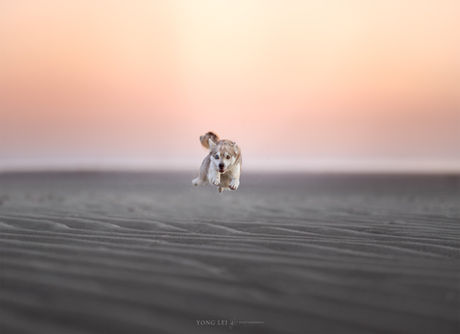 Ageing fotosessie - Puppy groeipakket