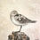 Miniature : Bécasseau Sanderling ( Calidris alba) 