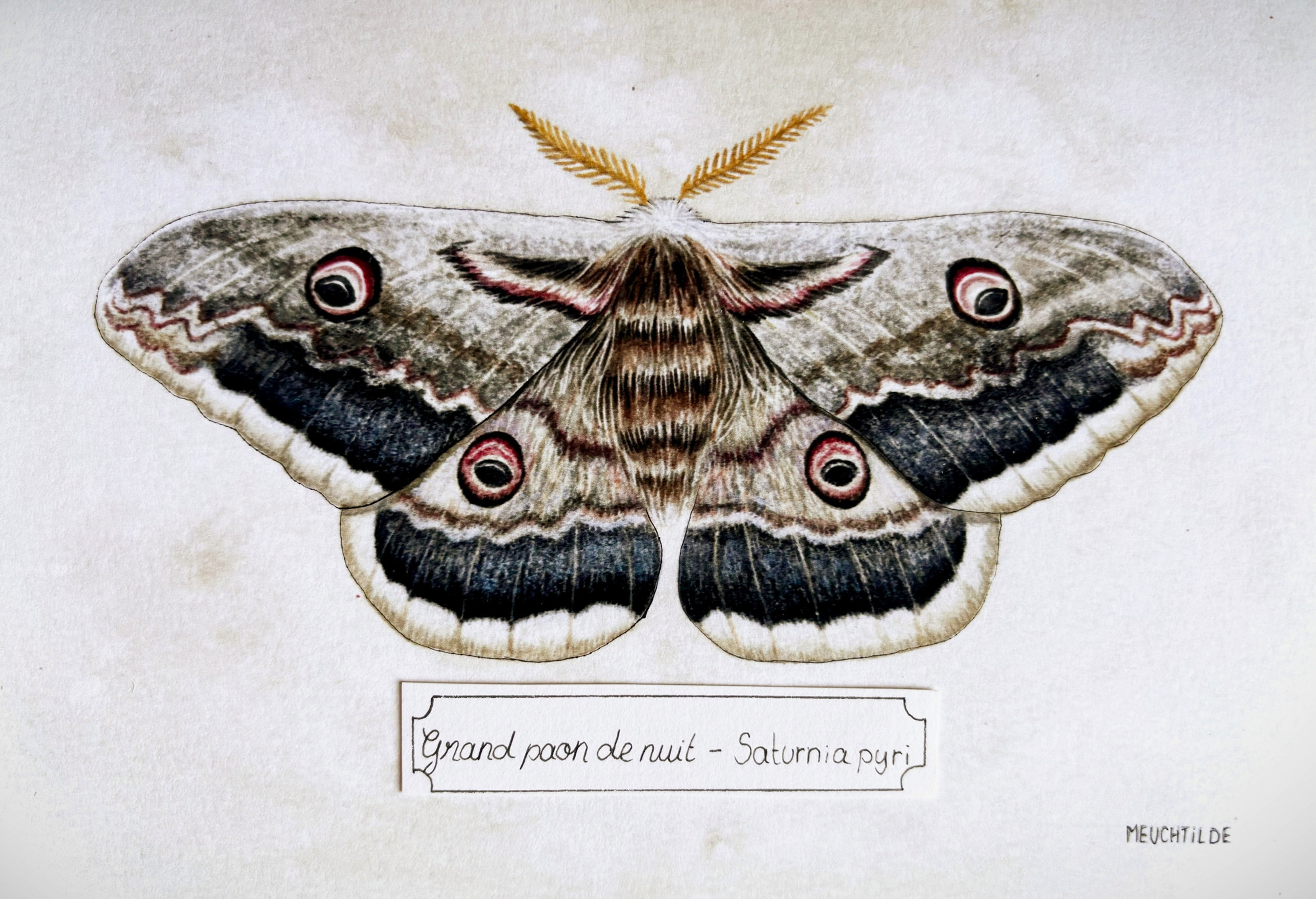 Grand paon de nuit 