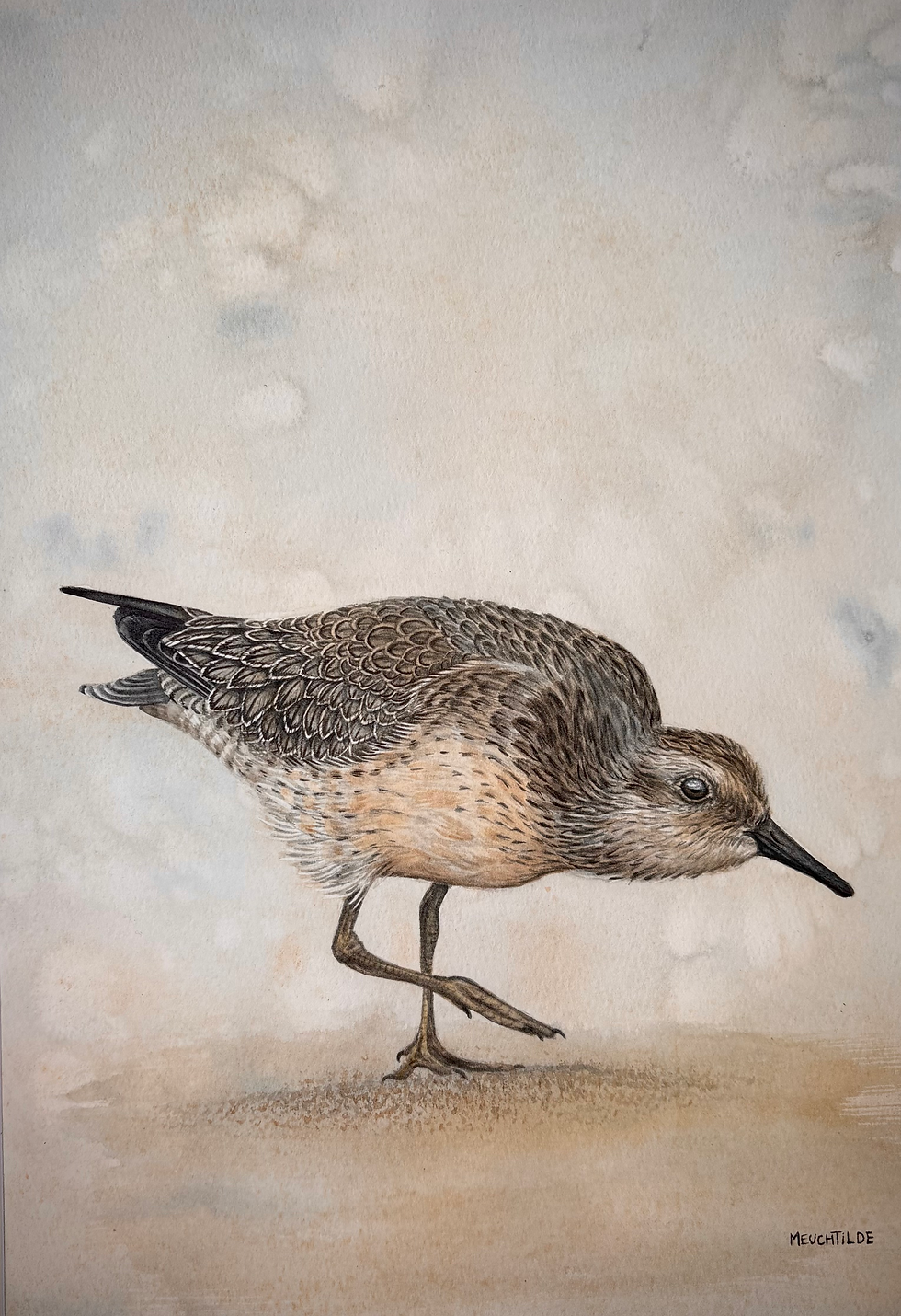 Red knot ( Calidris canutus )