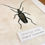 Thumbnail: Great capricorn beetle ( Cerambyx cerdo ) 