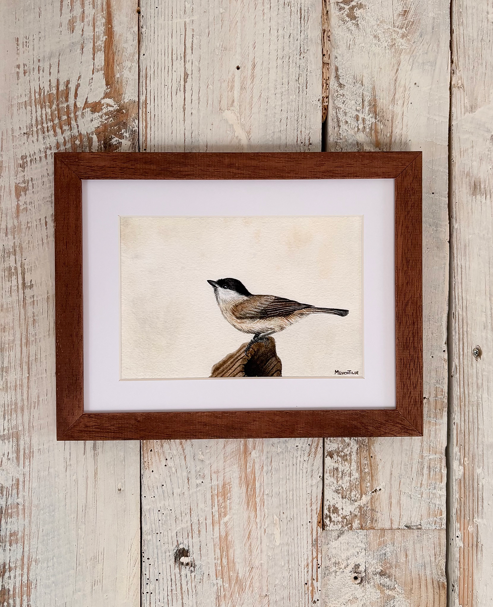 Thumbnail: Marsh tit