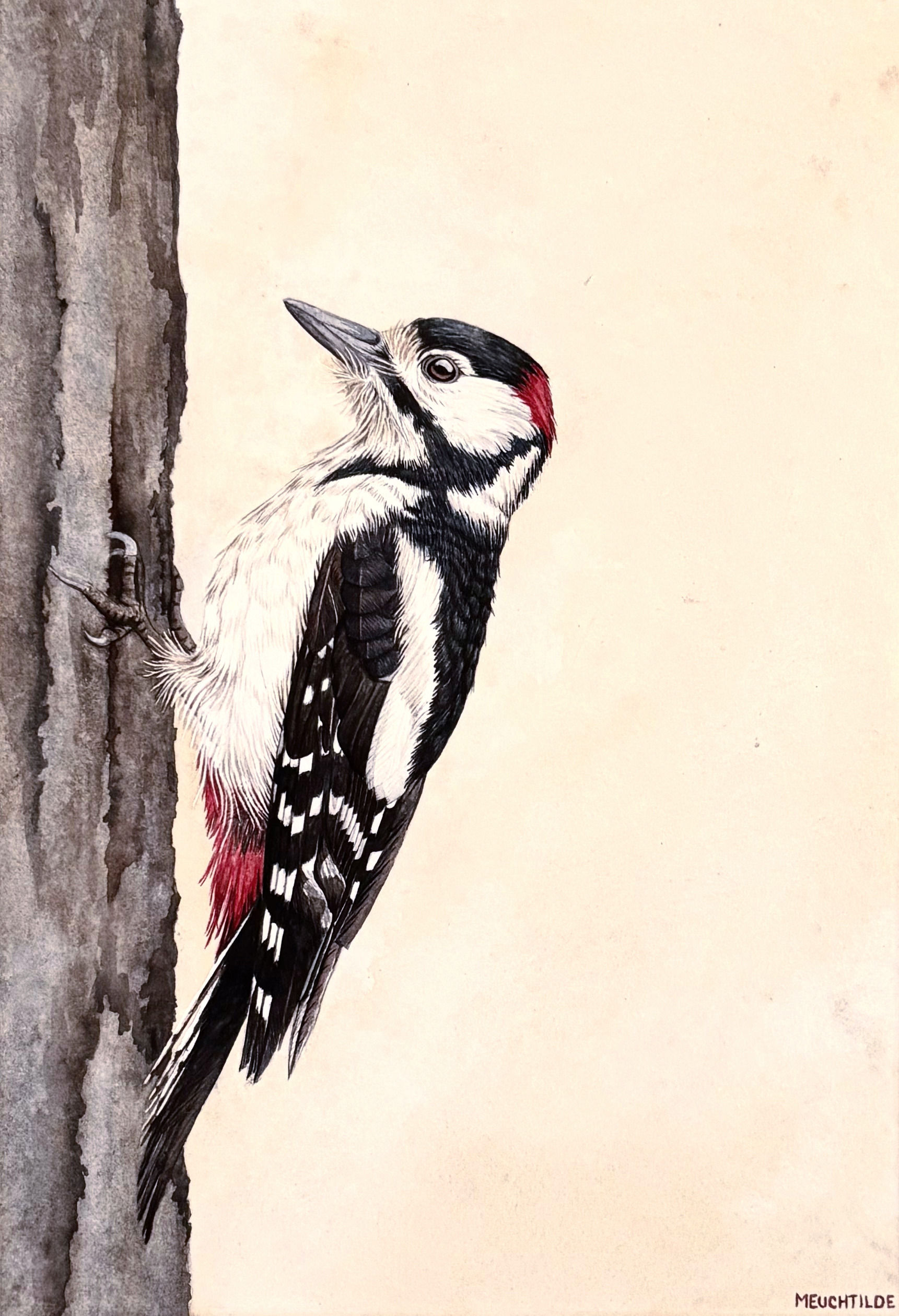 Pic épeiche ( Dendrocopos major )