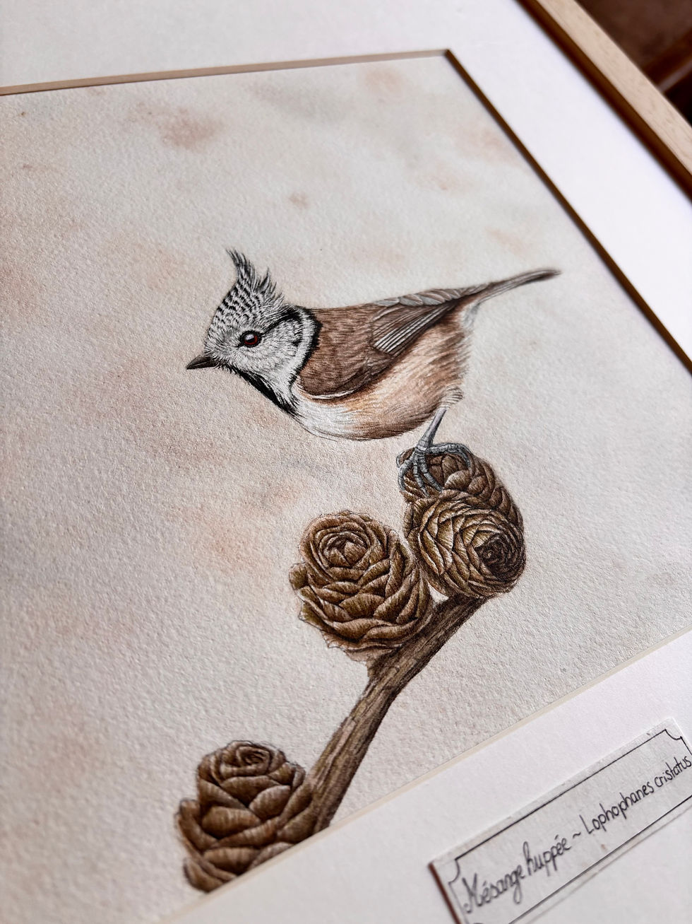 Miniature : Mésange huppée ( Lophophanes cristatus ) 