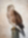 Common Buzzard (Buteo buteo)