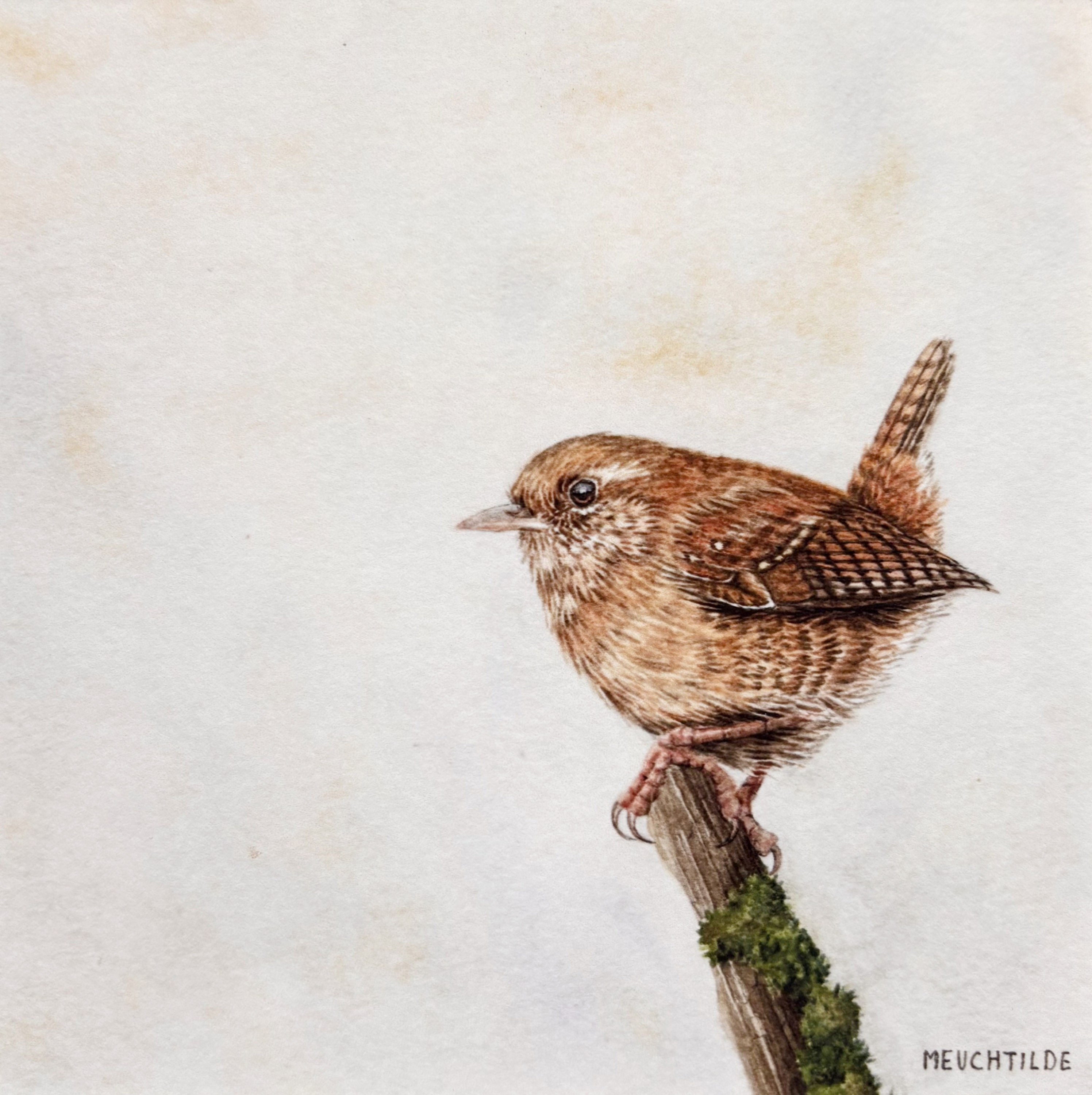 Eurasian wren