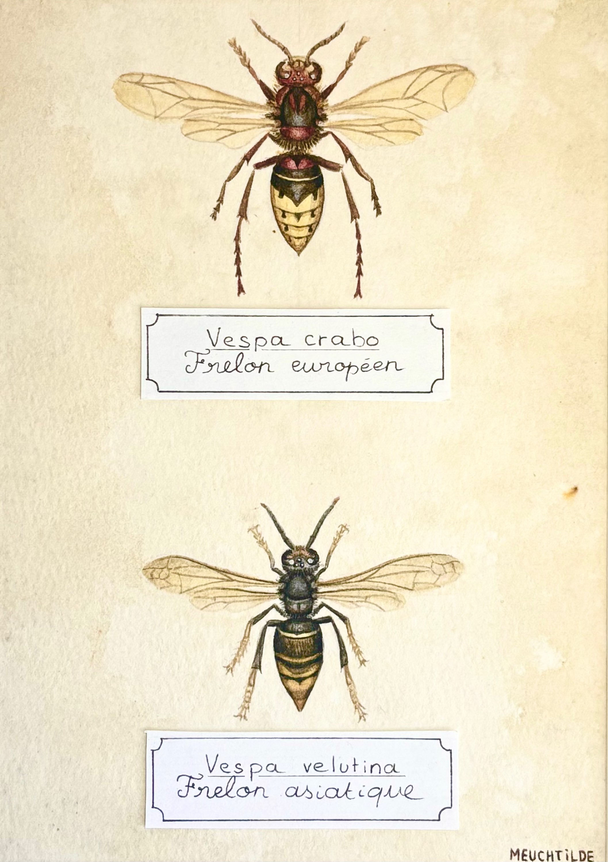 Frelons  ( Vespa crabo + Vespa velutina )