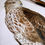 Thumbnail: Common Buzzard (Buteo buteo)