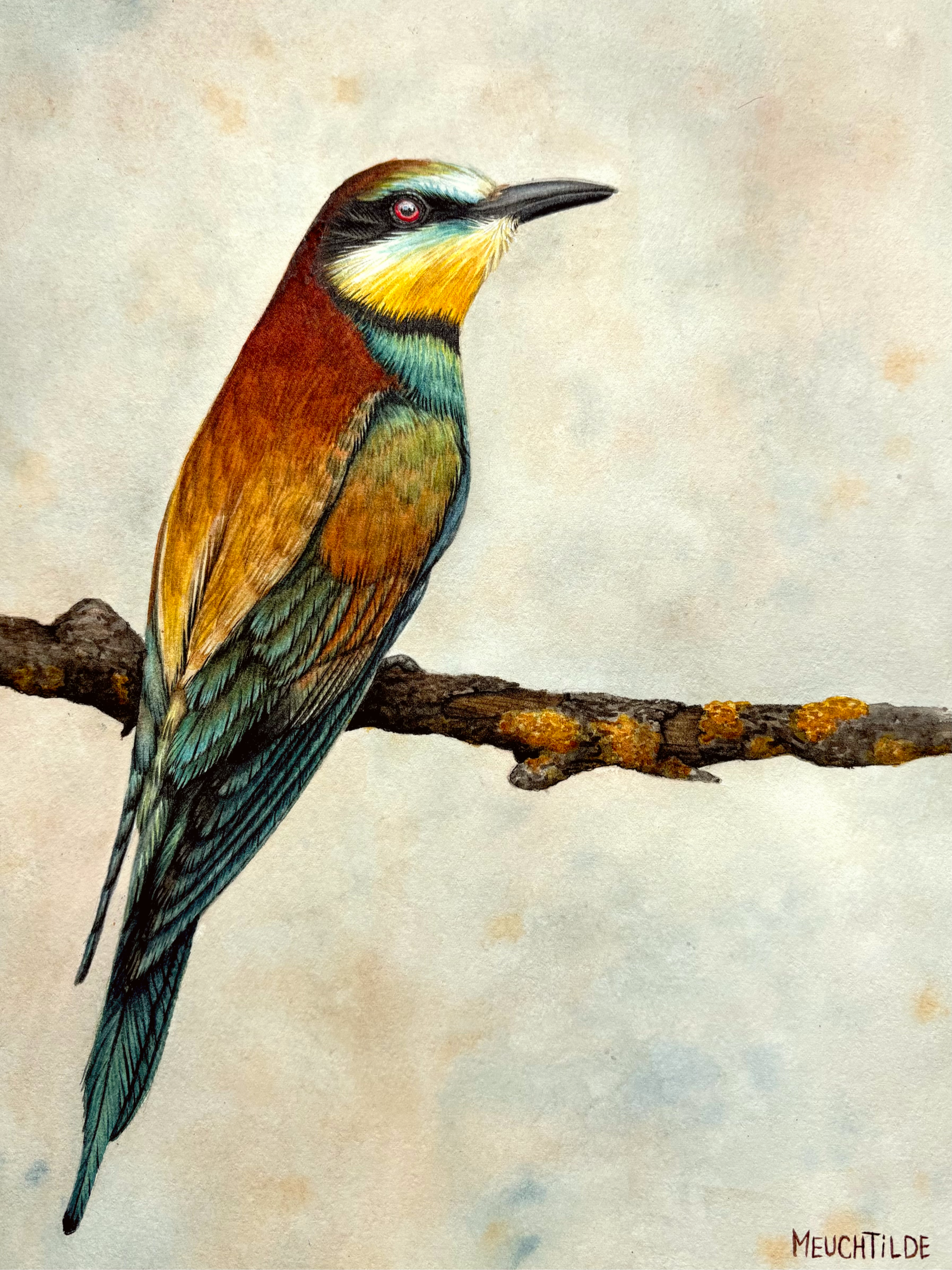 Guêpier d'Europe - Merops apiaster
