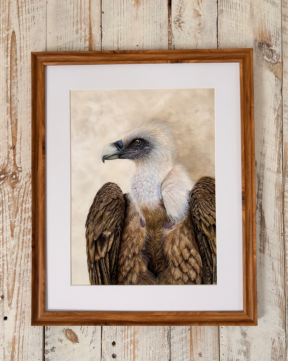 Thumbnail: Griffon vulture