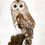 Thumbnail: Tawny Owl (Strix aluco)