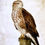 Thumbnail: Common Buzzard (Buteo buteo)