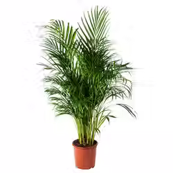areca-palm