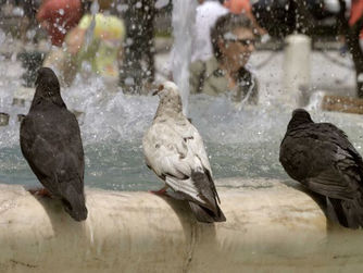 Δήμος Νέας Σμύρνης: Σταματήστε να ταΐζετε τα περιστέρια!