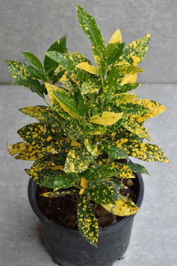 golden dust croton