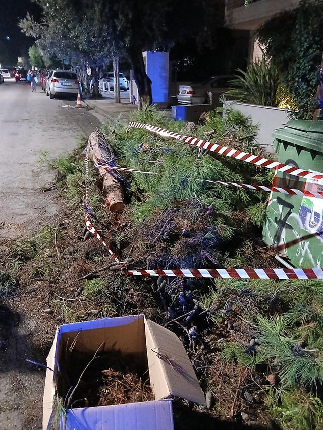 Πτώση πεύκου στην οδό Πρωτέως στο Παλαιό Φάληρο