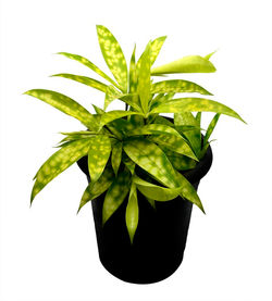 Dracena Surculosa