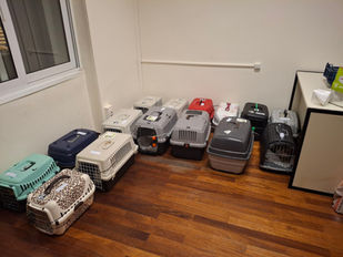 Συνεχίζεται το πρόγραμμα στειρώσεων στο Δήμο Νέας Σμύρνης