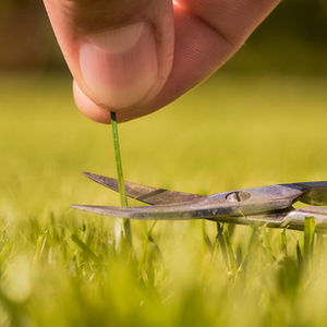 Plants warn each other of danger, now we can watch them