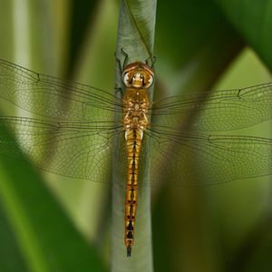 The Globetrotting Dragonfly That Follows the Monsoon