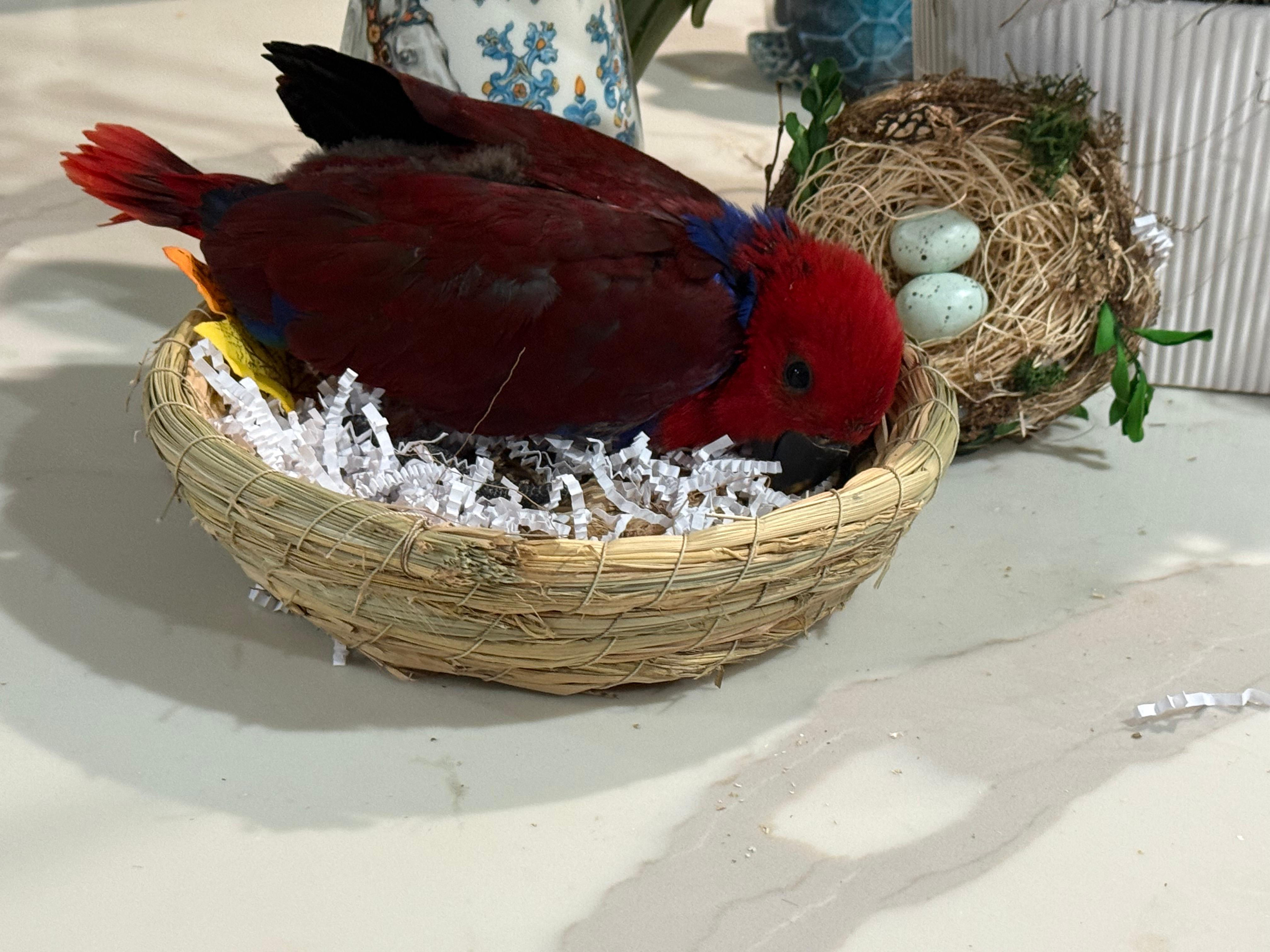 Eclectus Parrot (Female)