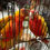 Thumbnail: Pair of Red Factor Sun Cheek Conures in Cage #2