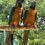 Thumbnail: Blue Throated Macaw 
