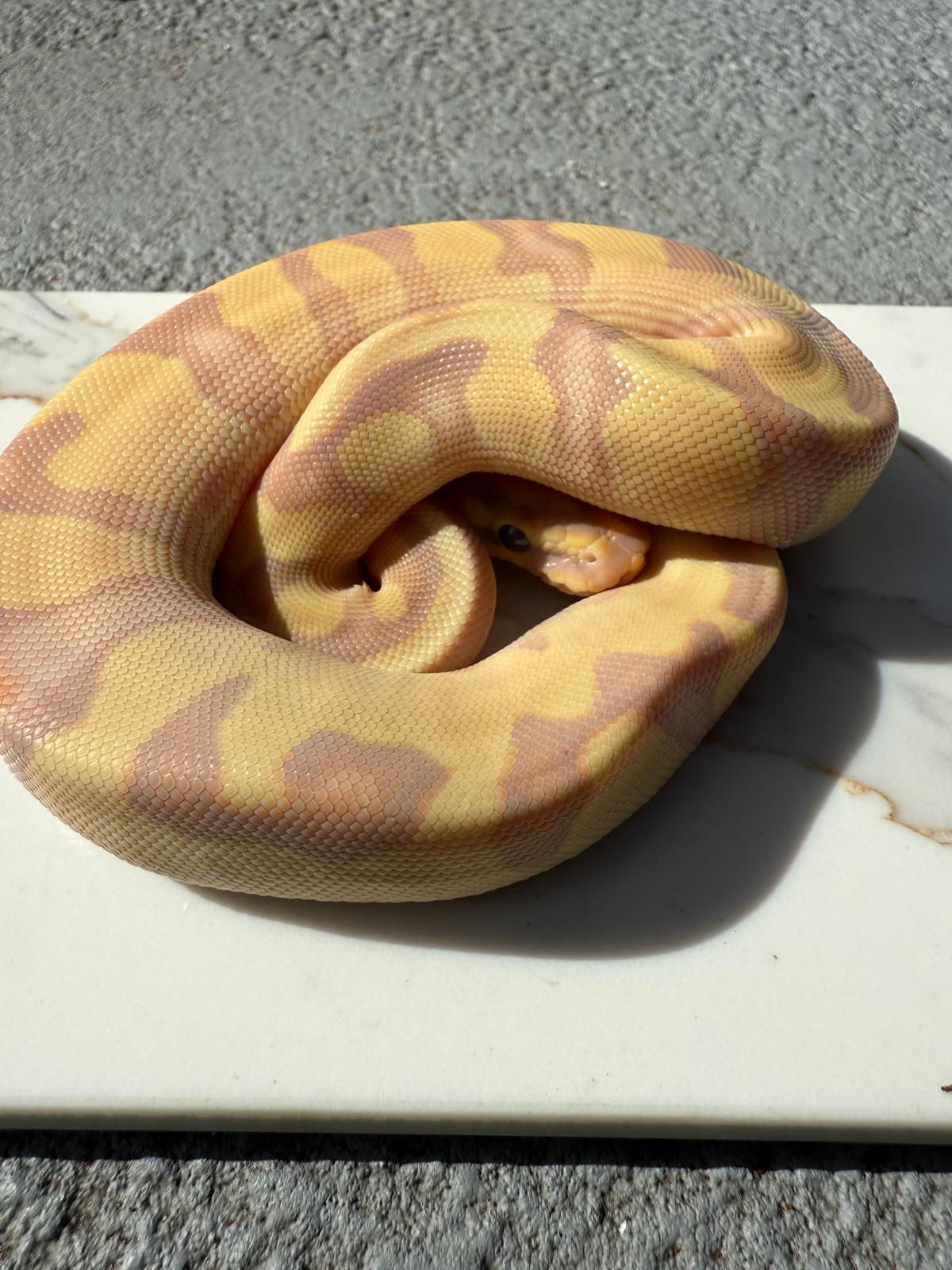 Ball Python - 1