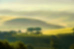 Green rolling hills, vinyards in Tuscany Italy