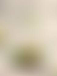 Castor Oil: Palma Christi