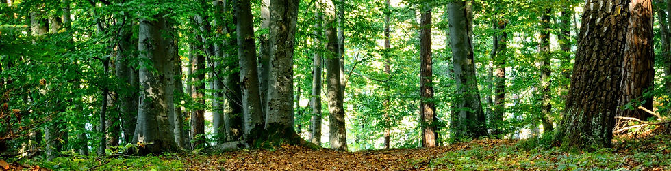 Woodland forest symbolizing a healthy environment, climate stewardship, and a Christian responsibility for Creation Care.