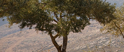A desert tree in Palestine and Israel during the conflict and showing hope for peace and justice.